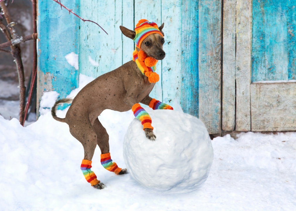 #65. Xoloitzcuintli